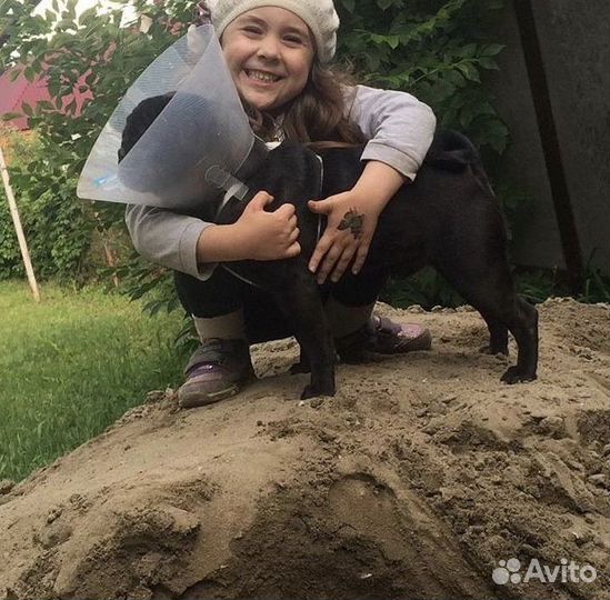 Выгул собак