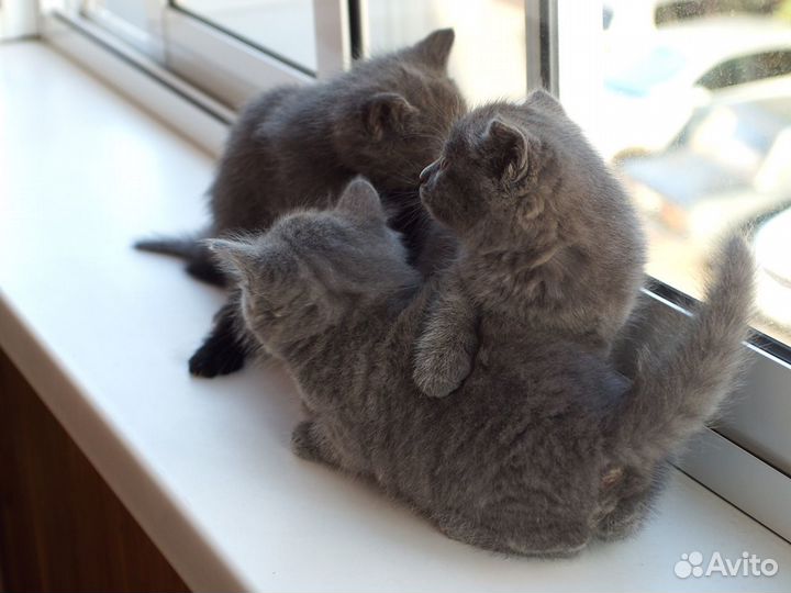 Серые пушистики