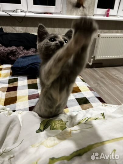 Необыкновенный котенок