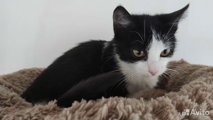 Миниатюрная кошечка