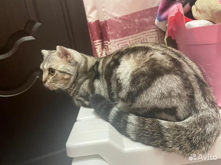 Котята шотландские