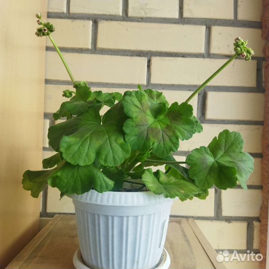 Герань пеларгония