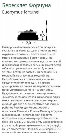 Бересклет