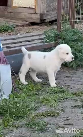 Щенки сао