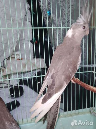 Попугай корелла