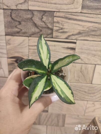 Хойя карноза альбомаргината