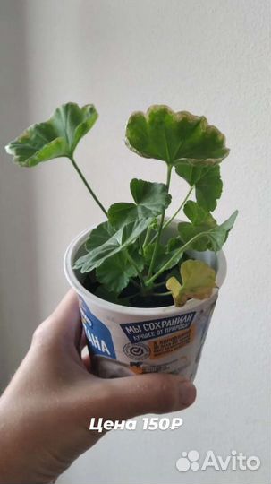 Пеларгония герань розебудная красная розочками