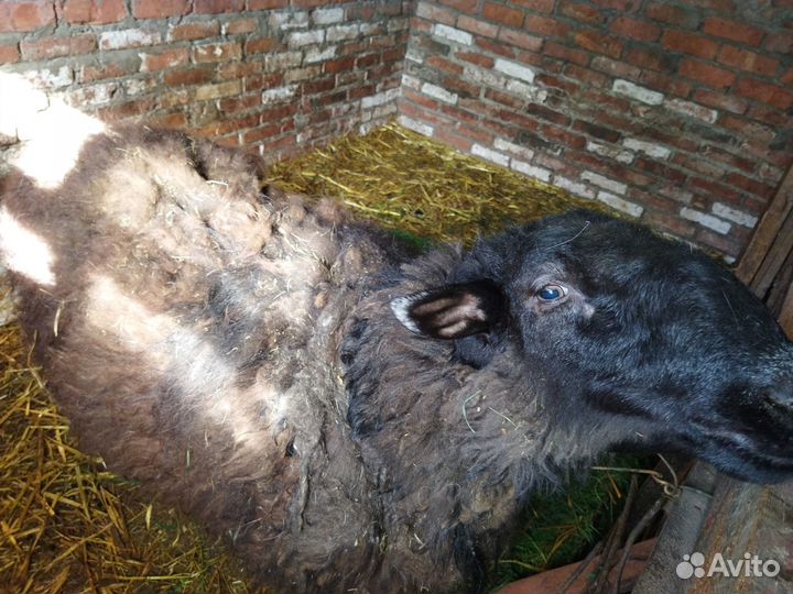 Овцы бараны