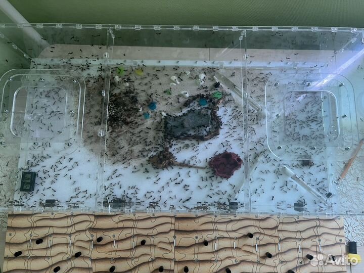 Экстреннo Формикарий с муравьями феллахами(fellah)