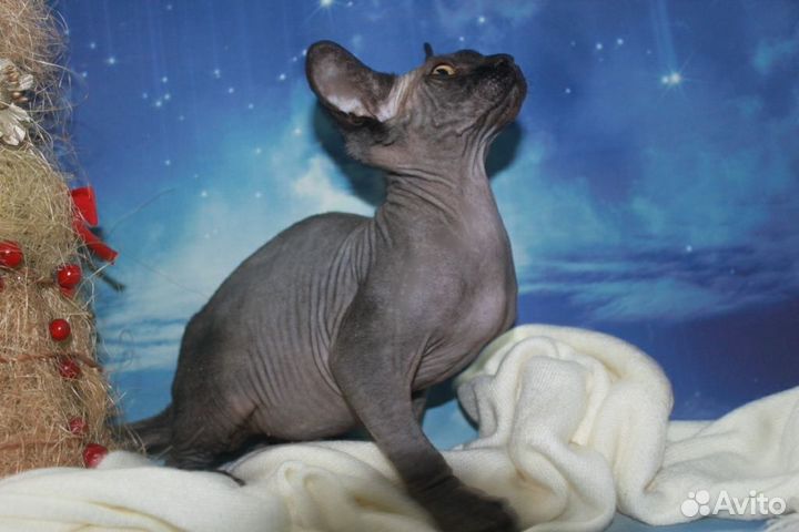 Канадский мальчик