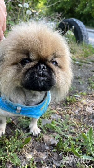 Вязка пекинес