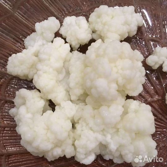 Тибетский молочный гриб