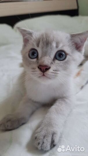Котёнок вислоухий