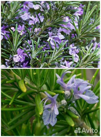 Декоративные кустарники