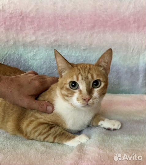 Кошка брошенная после смерти хозяйки