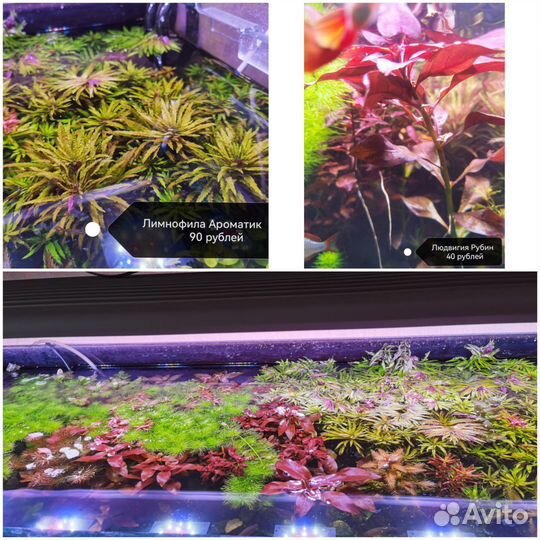 Аквариумные растения