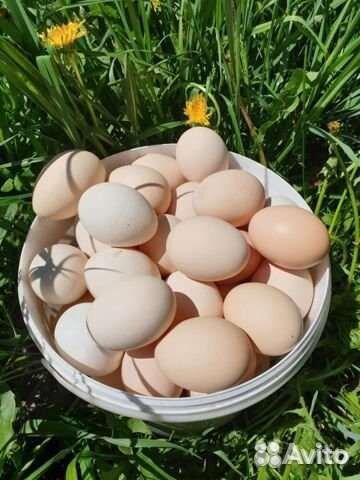 Домашние куриные яйца