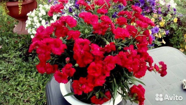 Ампельная гвоздика. Укоренённые черенки