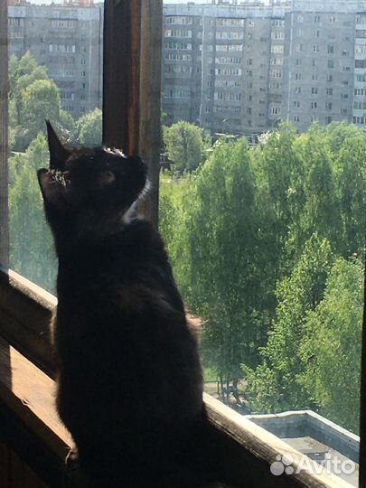 Отдам в добрые руки бесплатно