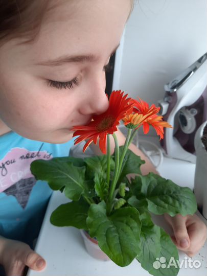 Комнатные цветы