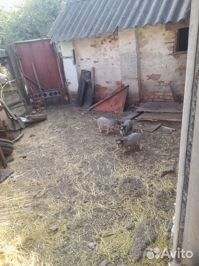 Вьетнамские вислобрюхие поросята