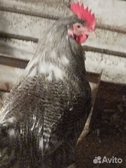 Молодые петухи