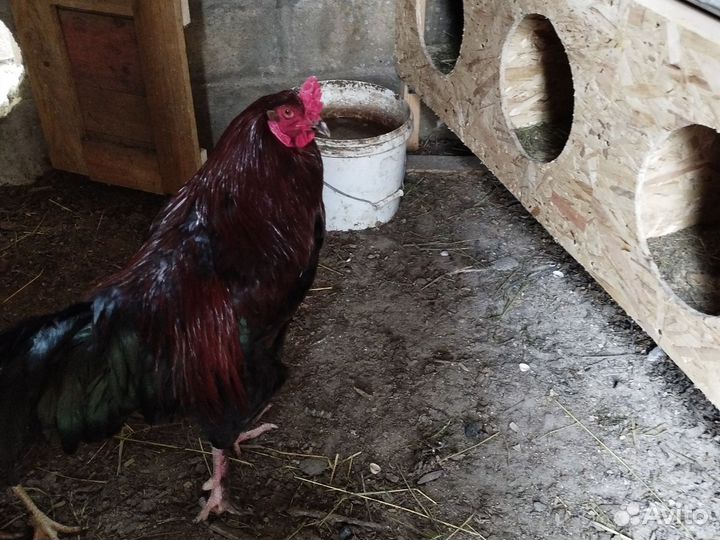 Инкубационные яйца Кученские юбилейные