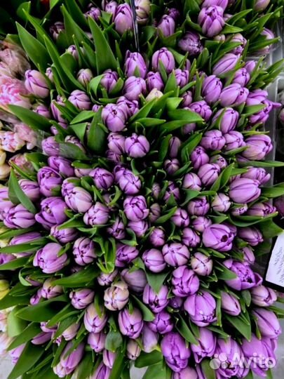 Тюльпаны к 8 марта оптом