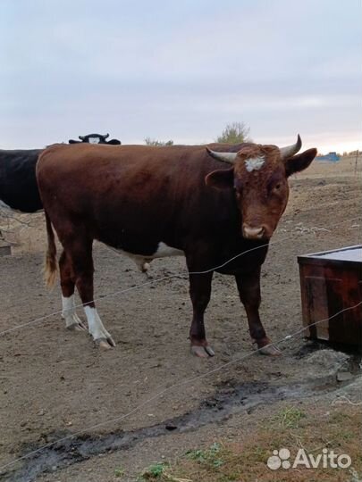 Бык живым весом