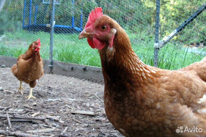 Куры несушки с доставкой