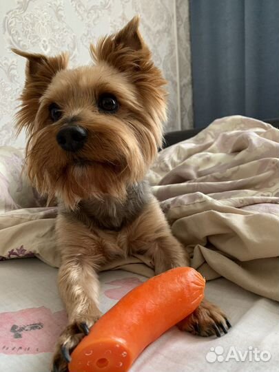 Йоркширский терьер вязка мальчик