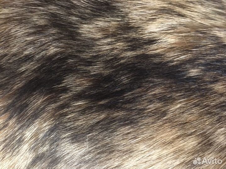 Шкурка животного