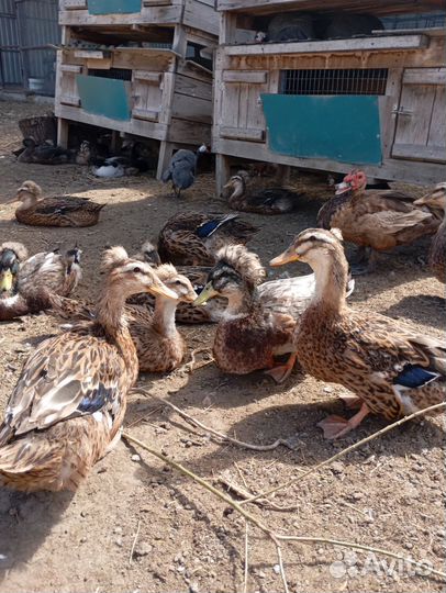 Русская хохлатая утка