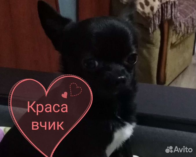 Чихуахуа вязка