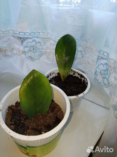 Замиокулькас черный равен