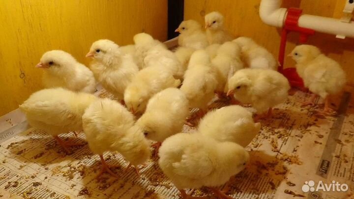 Цыплята