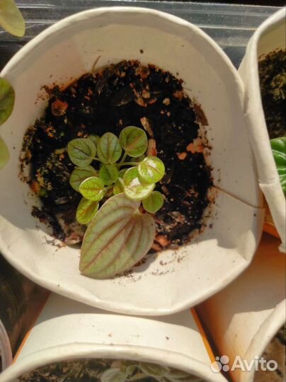 Пеперомия piccolo