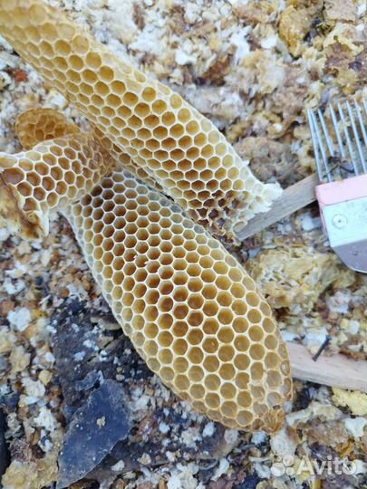 Язык пчелиный