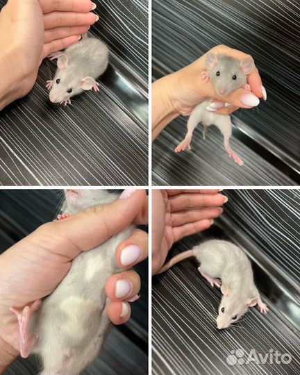 Декоративная крыса дамбо