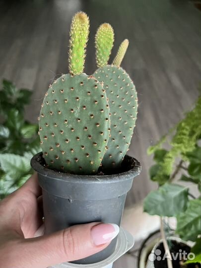 Кактус опунция