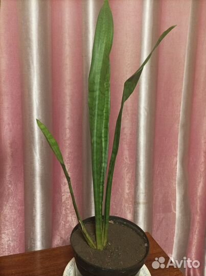 Сансевиерия