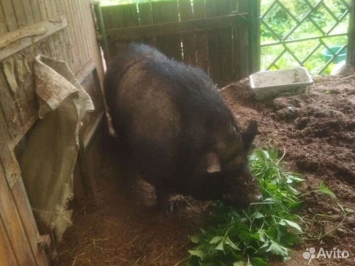 Вьетнамскую свиноматку продам и отдам хряка