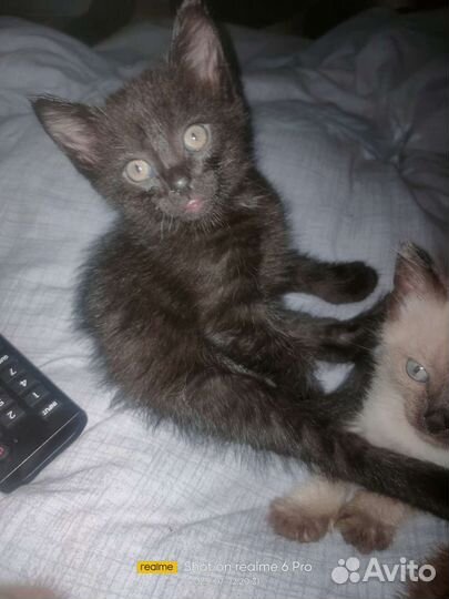 Котята тайской кошки