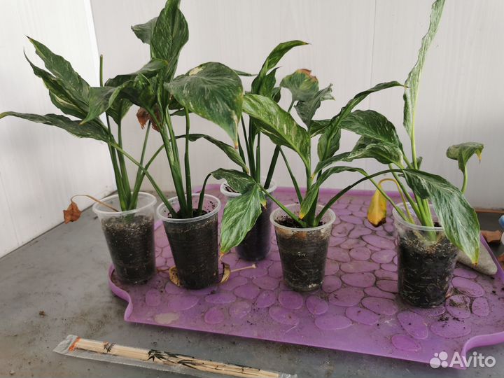 Комнатные растения