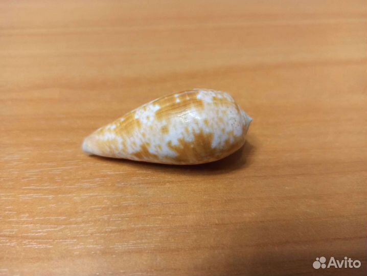 Морская раковина