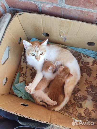 Котята рыжие Мальчики больше 1 месяца