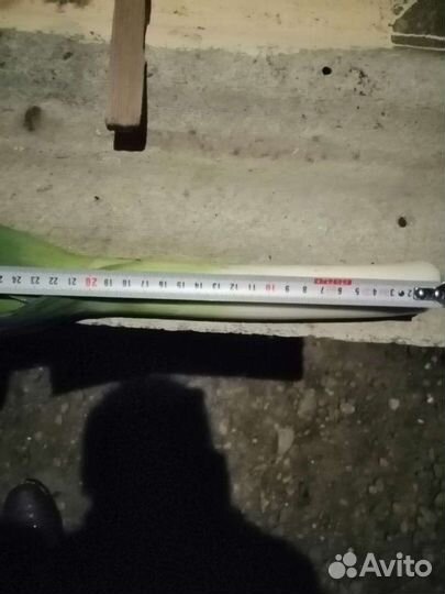 Лук порей есть объем