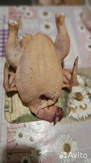 Мясо домашней курицы