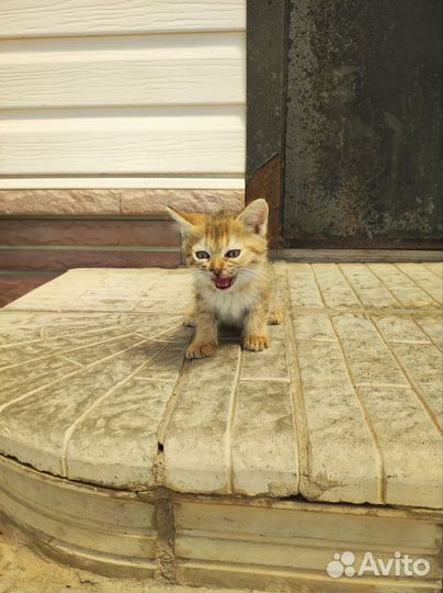 Котята в добрые руки