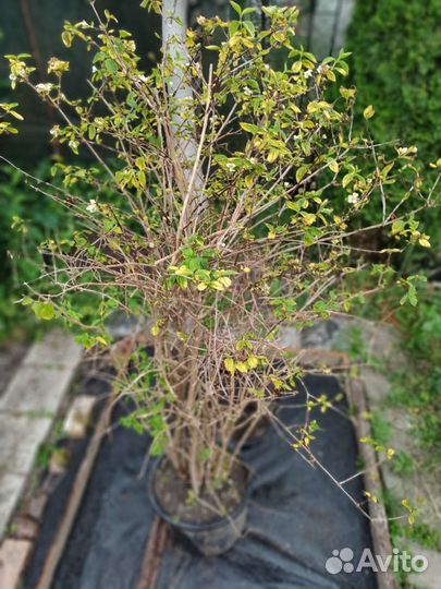 Чубушник жасмин,спирея,ирисы,сирени